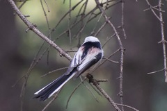 Aegithalos caudatus