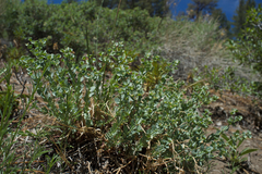 Euphorbia lurida