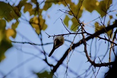 Aegithalos caudatus