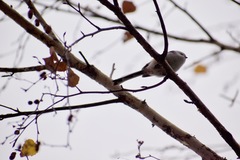 Aegithalos caudatus