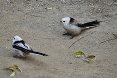 Aegithalos caudatus