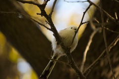Aegithalos caudatus