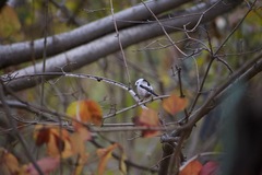 Aegithalos caudatus