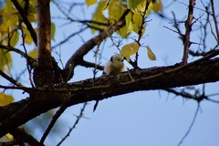 Aegithalos caudatus