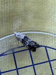 Neocochylis hybridella