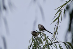 Aegithalos caudatus