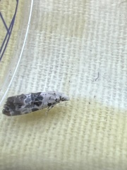 Neocochylis hybridella