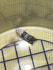 Neocochylis hybridella