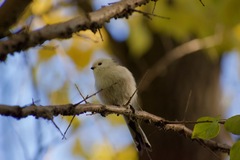 Aegithalos caudatus