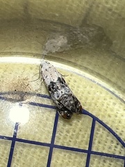 Neocochylis hybridella