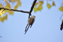 Aegithalos caudatus
