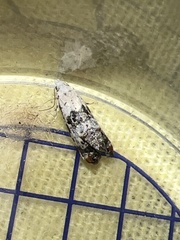 Neocochylis hybridella