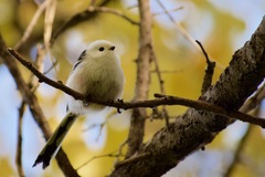 Aegithalos caudatus