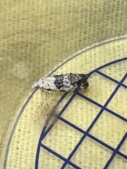 Neocochylis hybridella