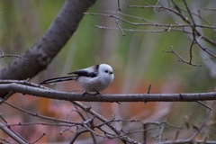Aegithalos caudatus