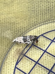 Neocochylis hybridella