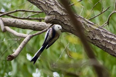 Aegithalos caudatus