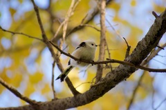 Aegithalos caudatus