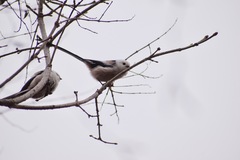 Aegithalos caudatus