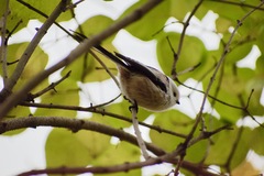 Aegithalos caudatus