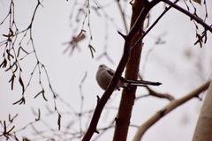 Aegithalos caudatus