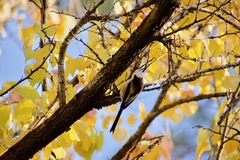 Aegithalos caudatus