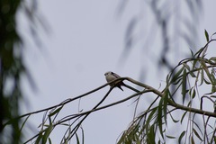 Aegithalos caudatus