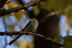 Aegithalos caudatus
