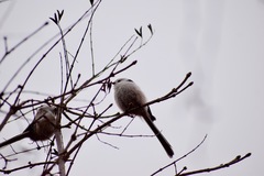 Aegithalos caudatus