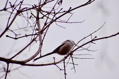 Aegithalos caudatus