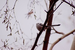 Aegithalos caudatus