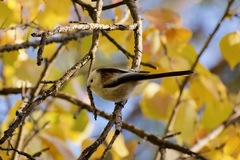 Aegithalos caudatus