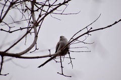 Aegithalos caudatus