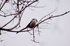 Aegithalos caudatus