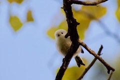 Aegithalos caudatus