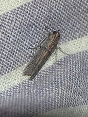 Chararica hystriculella