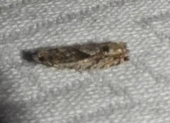 Gretchena concubitana