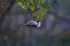 Poecile montanus