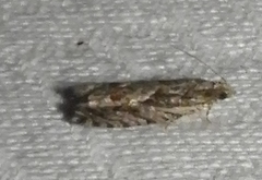 Gretchena concubitana