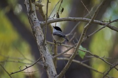 Poecile montanus