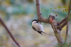 Poecile montanus