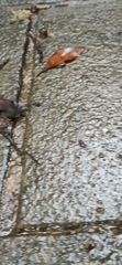 Bufo bankorensis