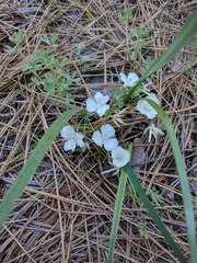 Calochortus minimus