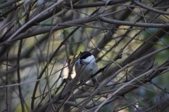Poecile montanus