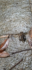 Bufo bankorensis
