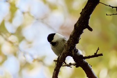 Poecile montanus