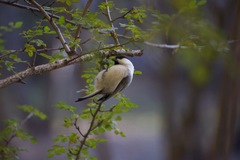 Poecile montanus