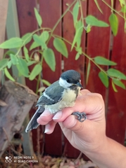 Parus major