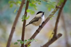 Poecile montanus