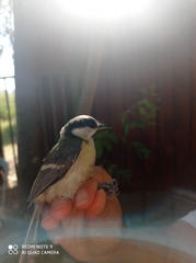 Parus major